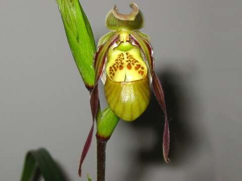 Image de Phragmipedium caricinum (Lindl. & Paxton) Rolfe