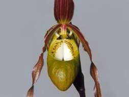 Image of Klotsch's Phragmipedium