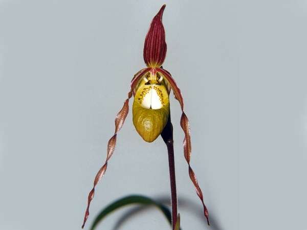 Image of Klotsch's Phragmipedium