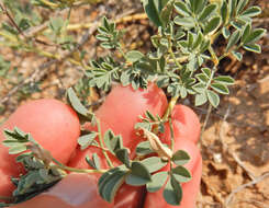 Image of Albuquerque prairie clover