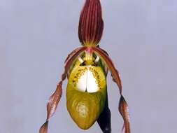 Image of Klotsch's Phragmipedium