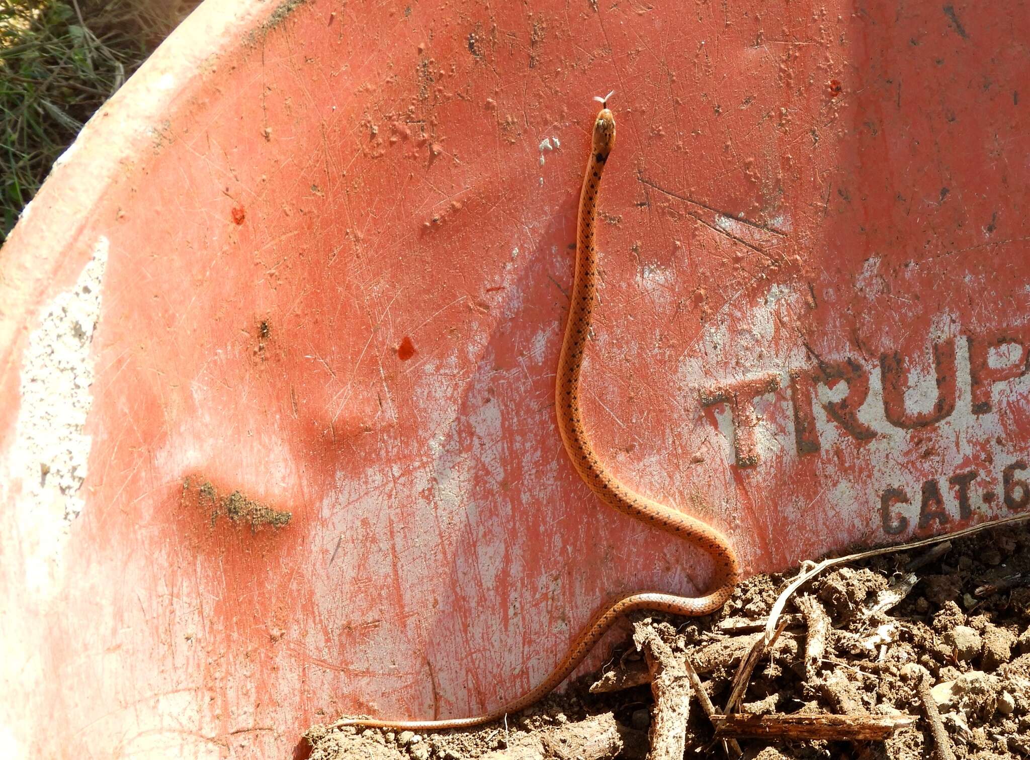 Image of Western Cat-eyed Snake