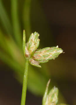 Слика од Isolepis hookeriana Boeckeler