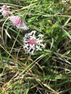 Image of Pimelea linifolia subsp. linifolia