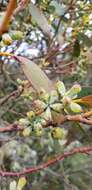 Image of Eucalyptus pauciflora subsp. debeuzevillei (Maiden) L. A. S. Johnson & Blaxell