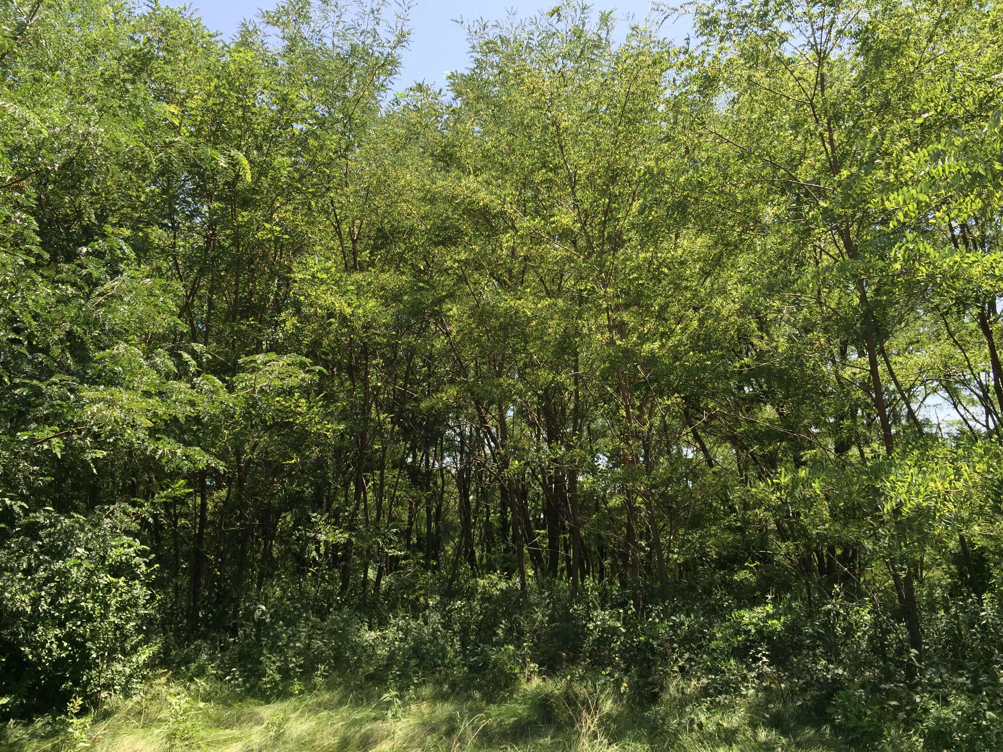 Image of black locust