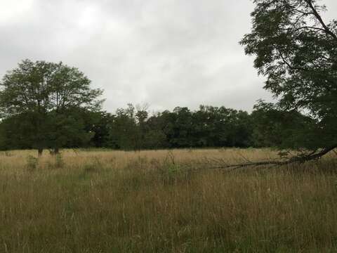 Image of black locust