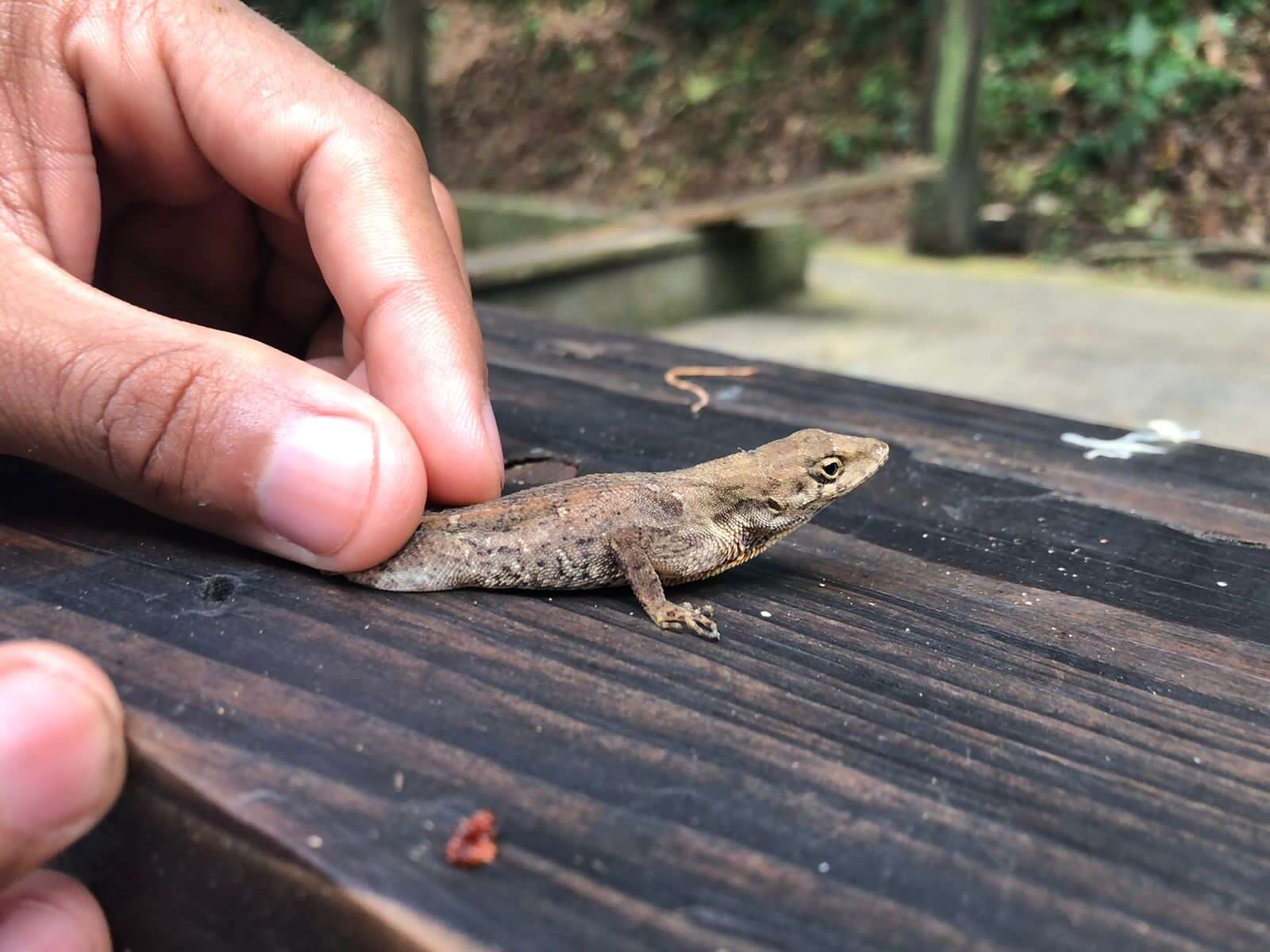 Sivun Anolis wilsoni (Köhler, Townsend & Petersen 2016) kuva