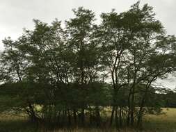 Image of black locust