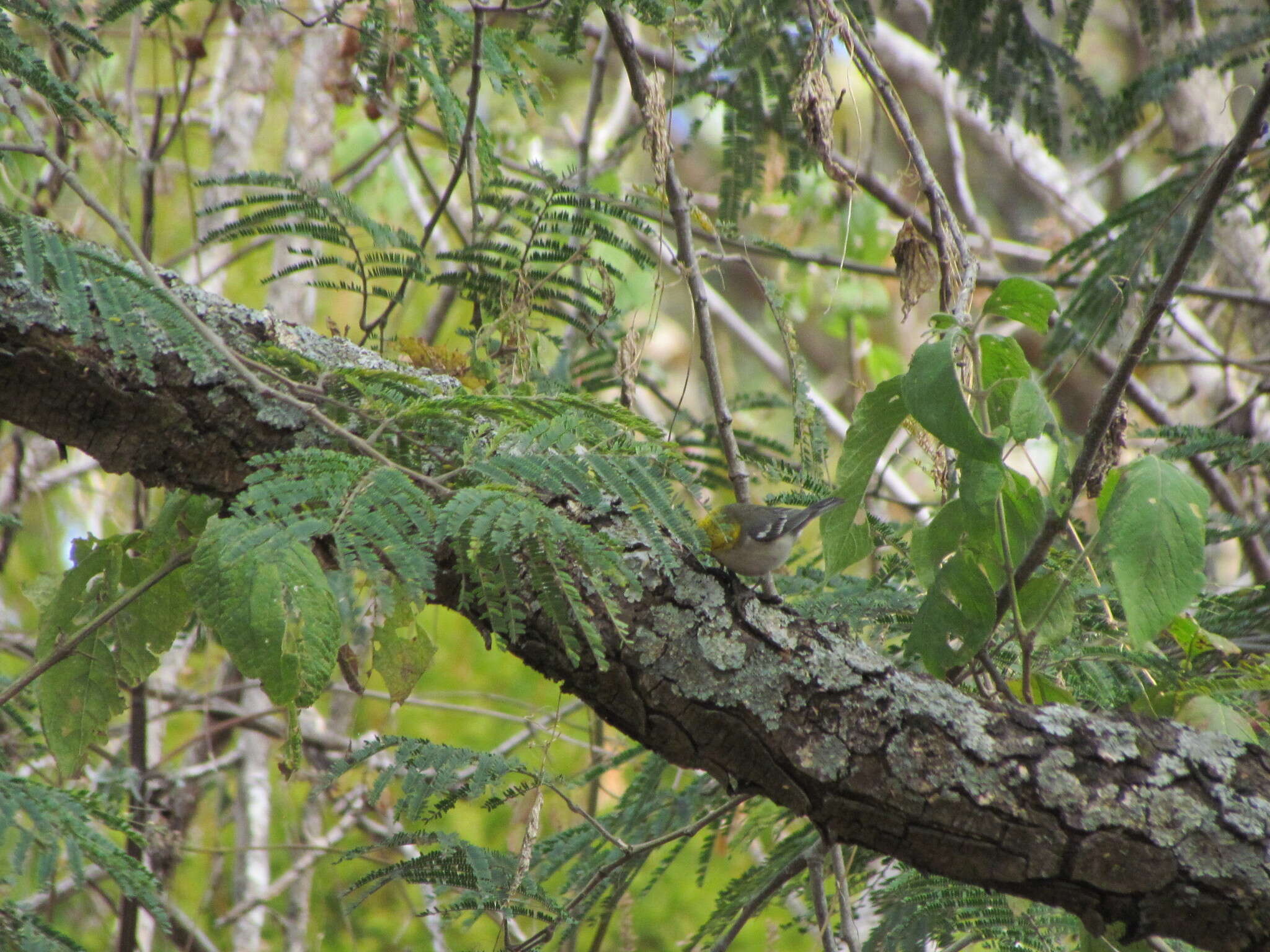 Image of Hermit Warbler