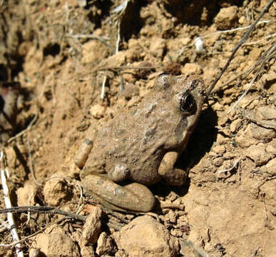 Image of Chile Four-eyed Frog