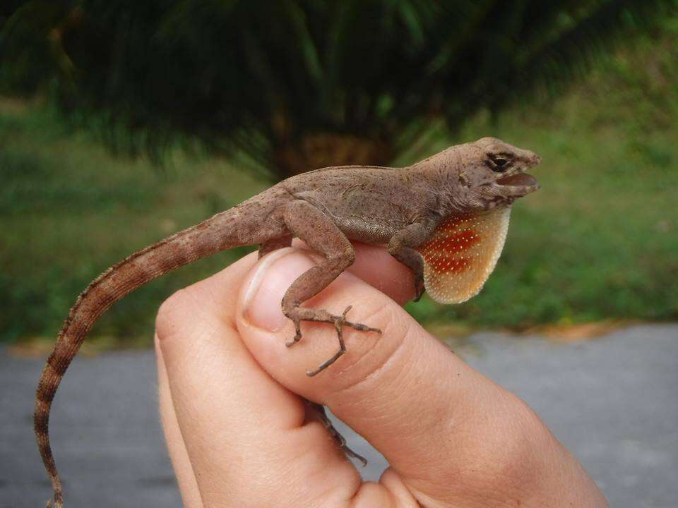 Image of Bueycito Anole