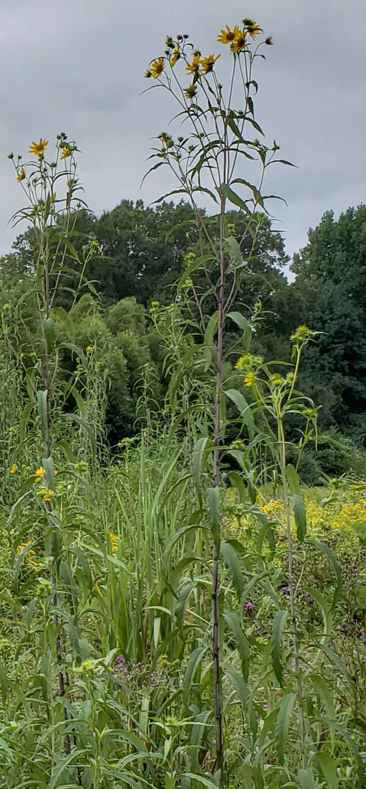 Sivun Helianthus grosseserratus M. Martens kuva