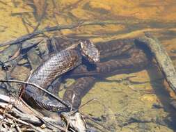 صورة Morelia spilota imbricata (L. A. Smith 1981)