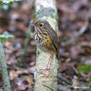 Image of White-browed Antpitta