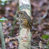 Image of White-browed Antpitta