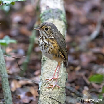 Image of White-browed Antpitta