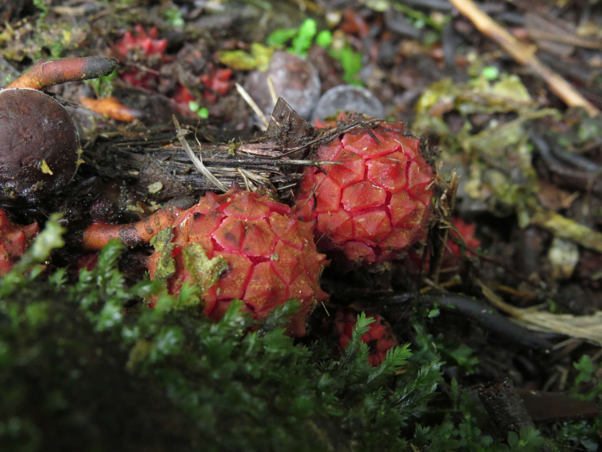 Sivun Corynaea kuva