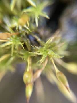 Image of Orthotrichum tasmanicum J. D. Hooker & Wilson 1848