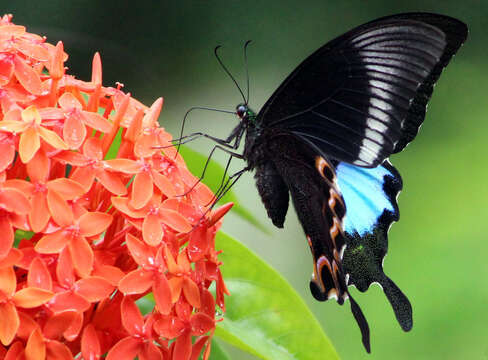 Image of Papilio paris Linnaeus 1758