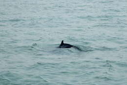 Image of Indian Humpback Dolphin