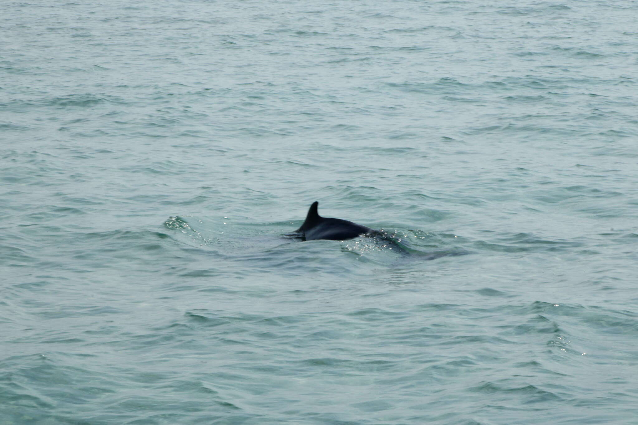 Image of Indian Humpback Dolphin