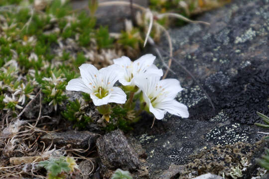 Слика од Cherleria arctica (Steven ex Ser.) A. J. Moore & Dillenb.