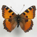 Image of Aglais ichnusa