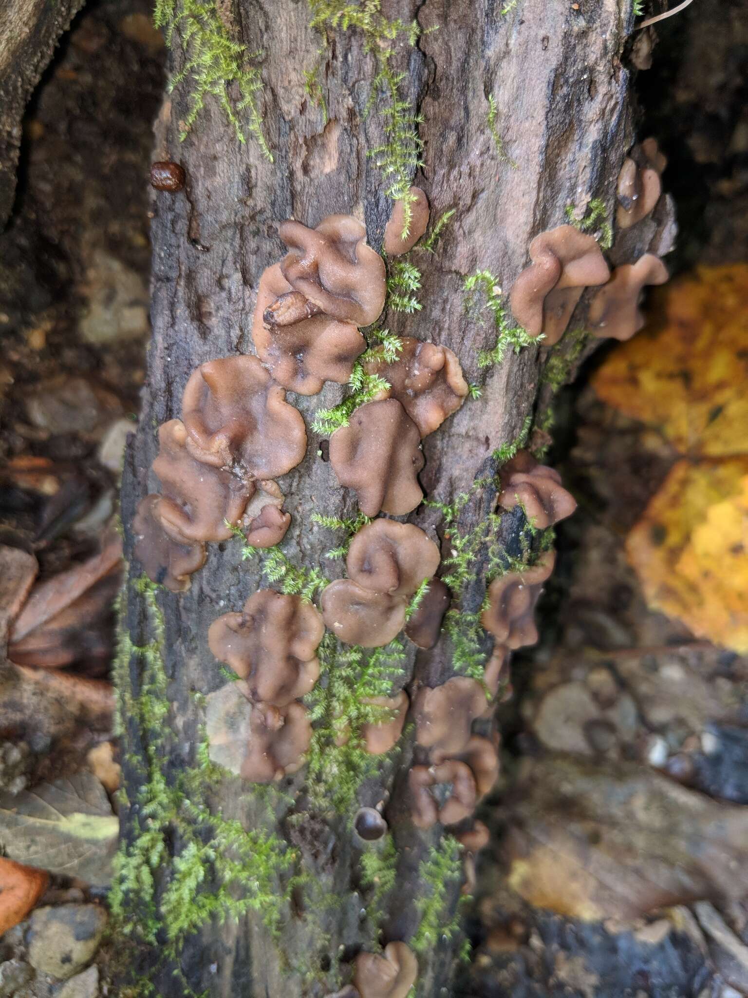 Image de Pachyella clypeata (Sacc.) Le Gal 1953