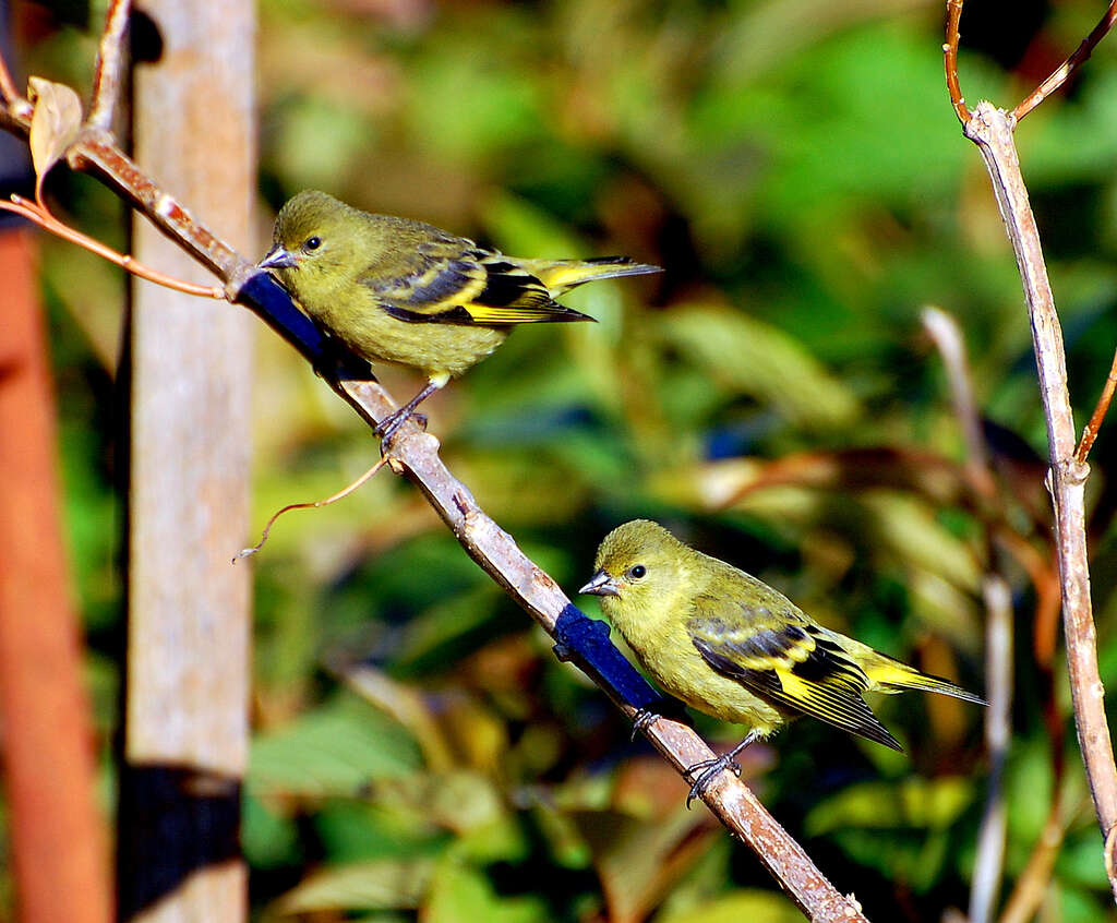 Image of Hooded Siskin