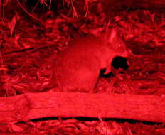 Image of Brush-tailed Bettong