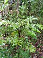 Image of Dypsis concinna Baker