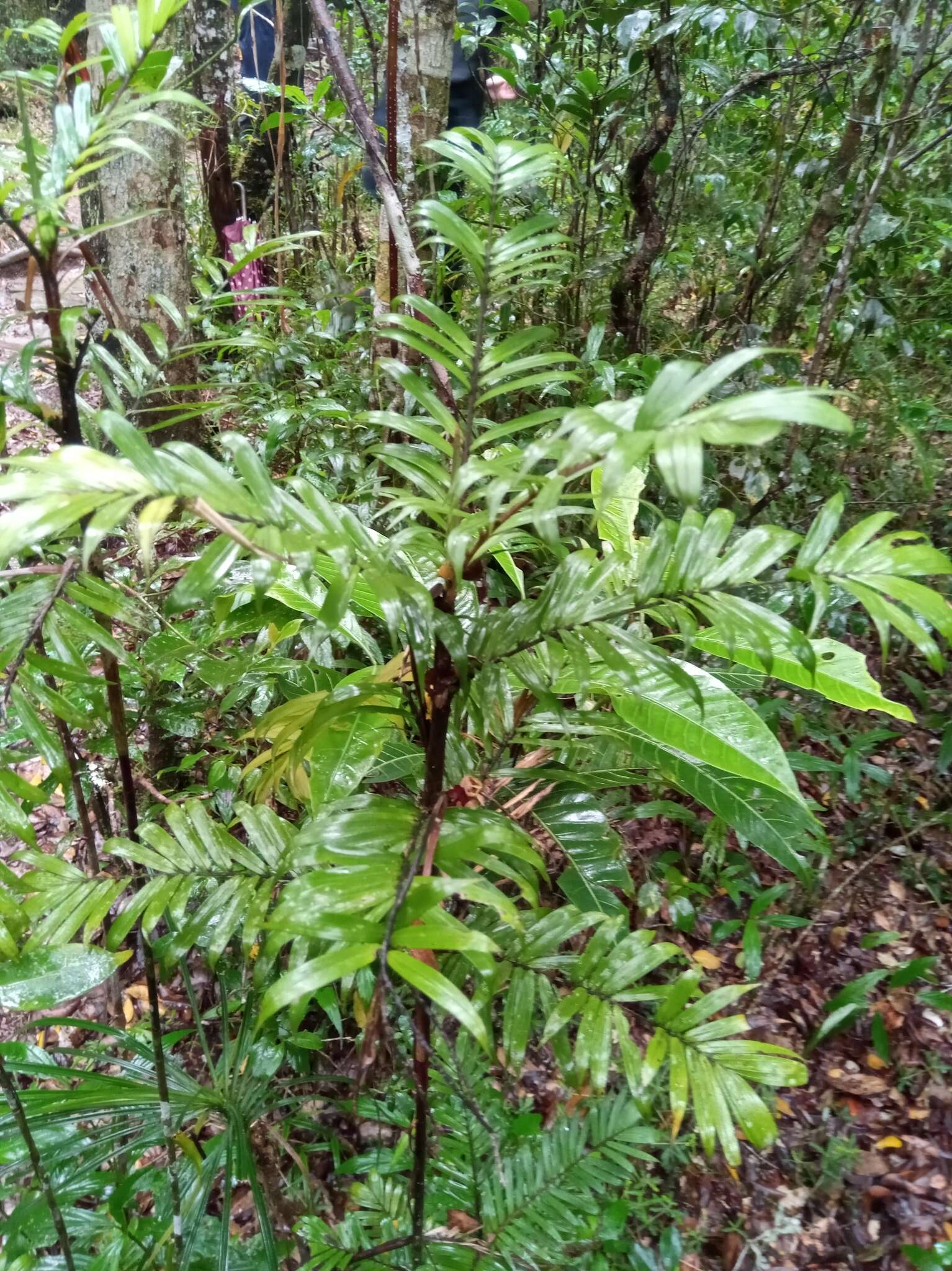 Image of Dypsis concinna Baker