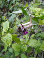 Image of Cuphea koehneana Rose