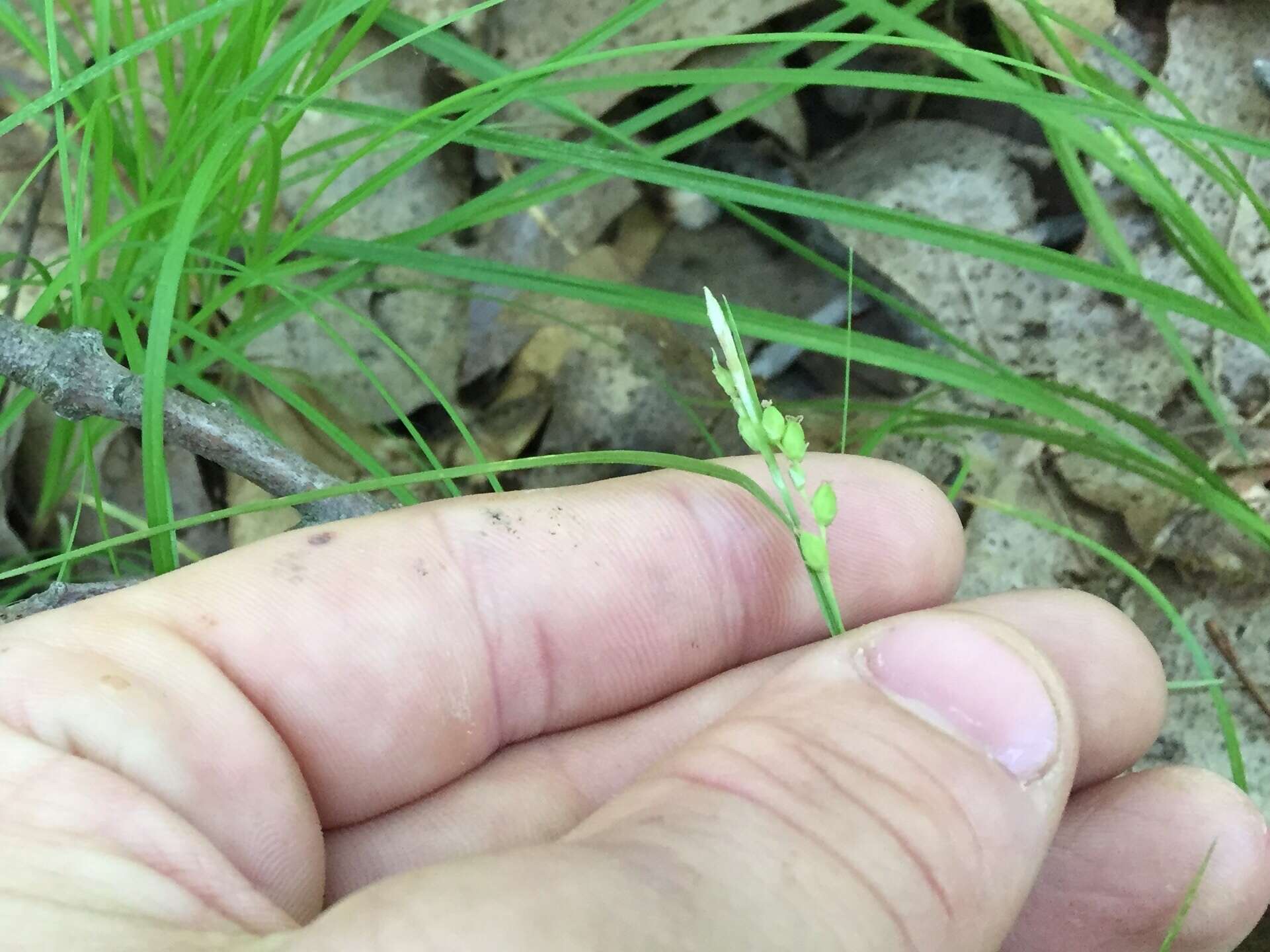 Image of slender woodland sedge