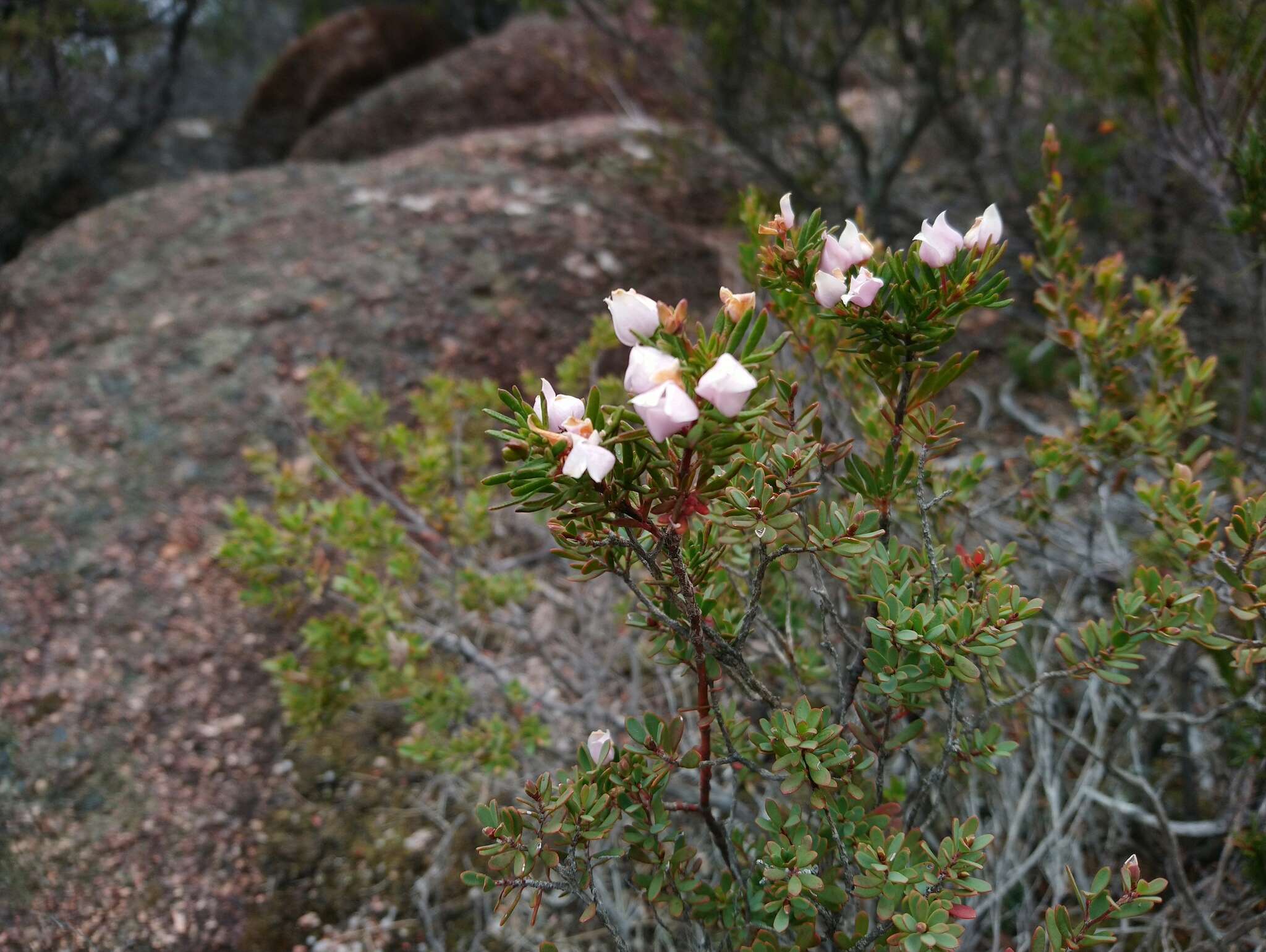 Image of Boronia pilosa subsp. pilosa