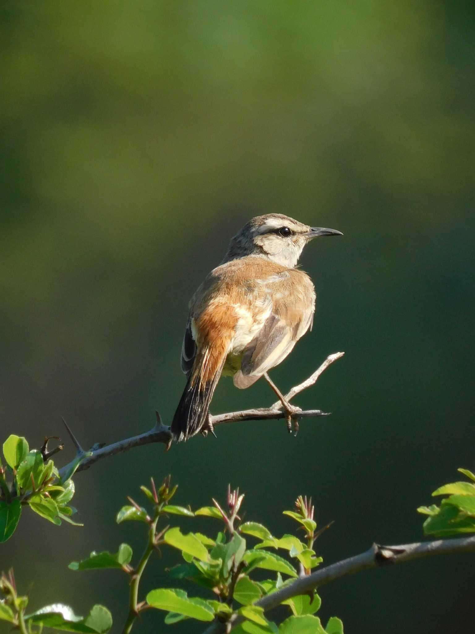 Image of Kalahari Scrub Robin