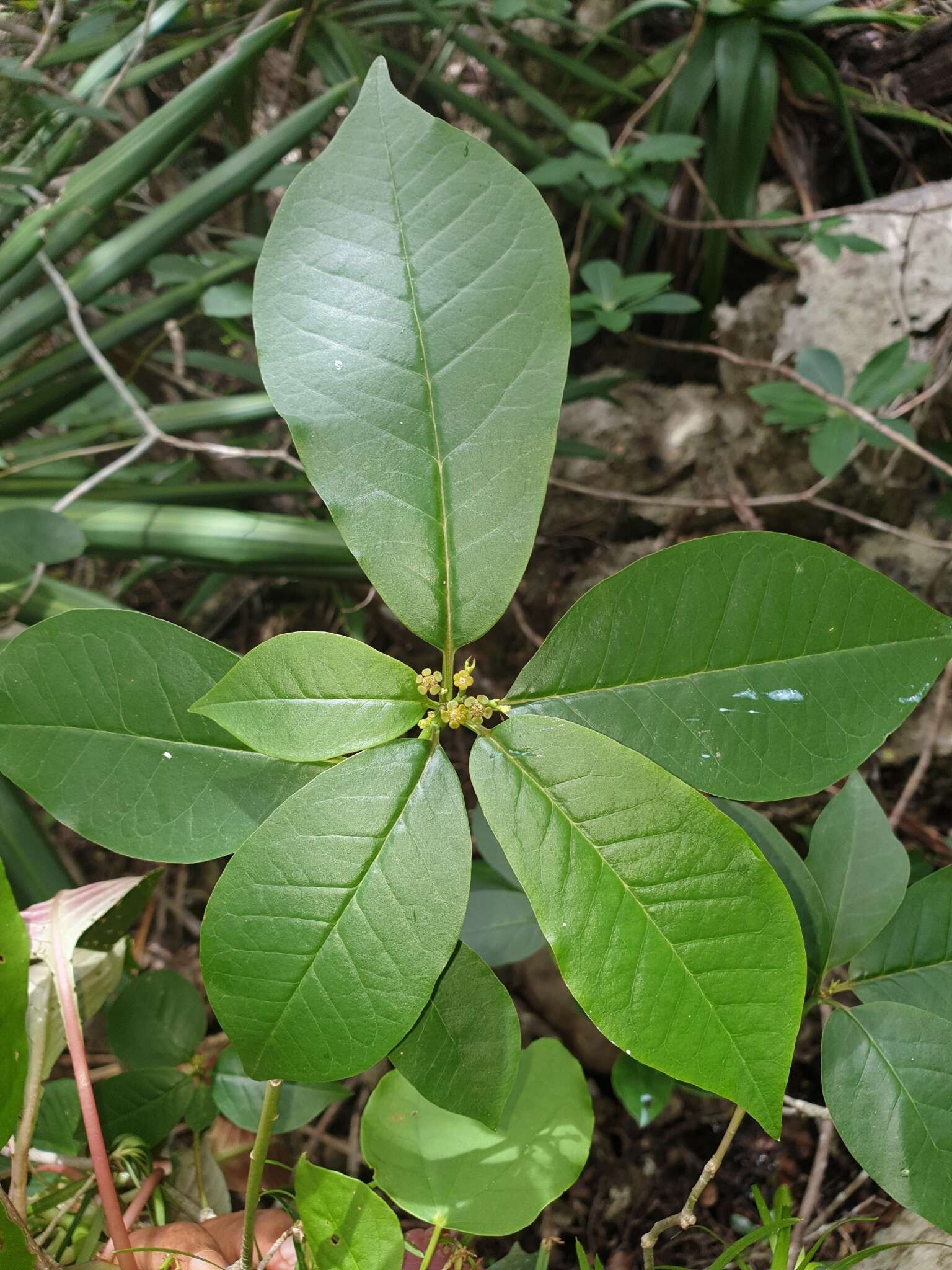 Image of Euphorbia tetraptera Baker