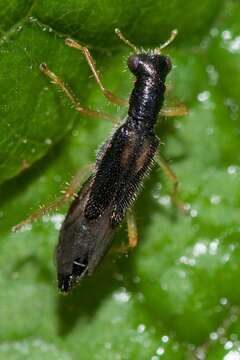 Image of Isohydnocera curtipennis (Newman 1840)