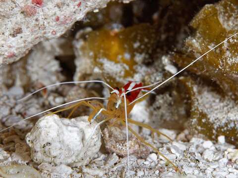 Image of red-backed cleaner shrimp