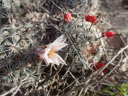 Image of Mammillaria hutchisoniana subsp. hutchisoniana