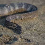 Image of Dwarf Seasnake