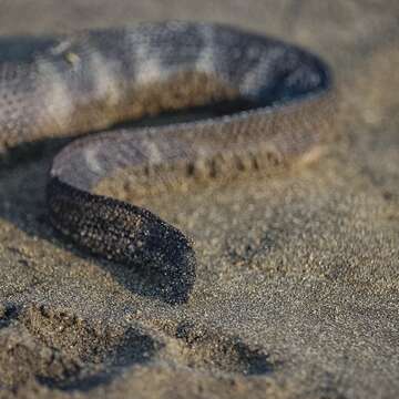 صورة Hydrophis caerulescens (Shaw 1802)