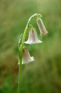 Image of Fritillaria