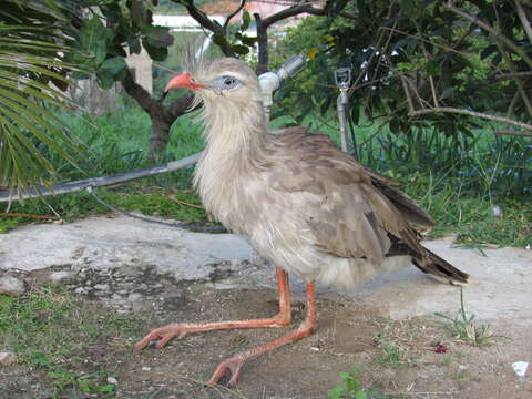 Image of Cariama Brisson 1760