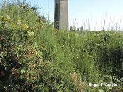 Image of Equisetum ramosissimum subsp. ramosissimum