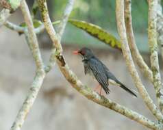 Image of thrushes