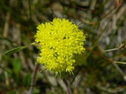 Image of Piper's golden buckwheat