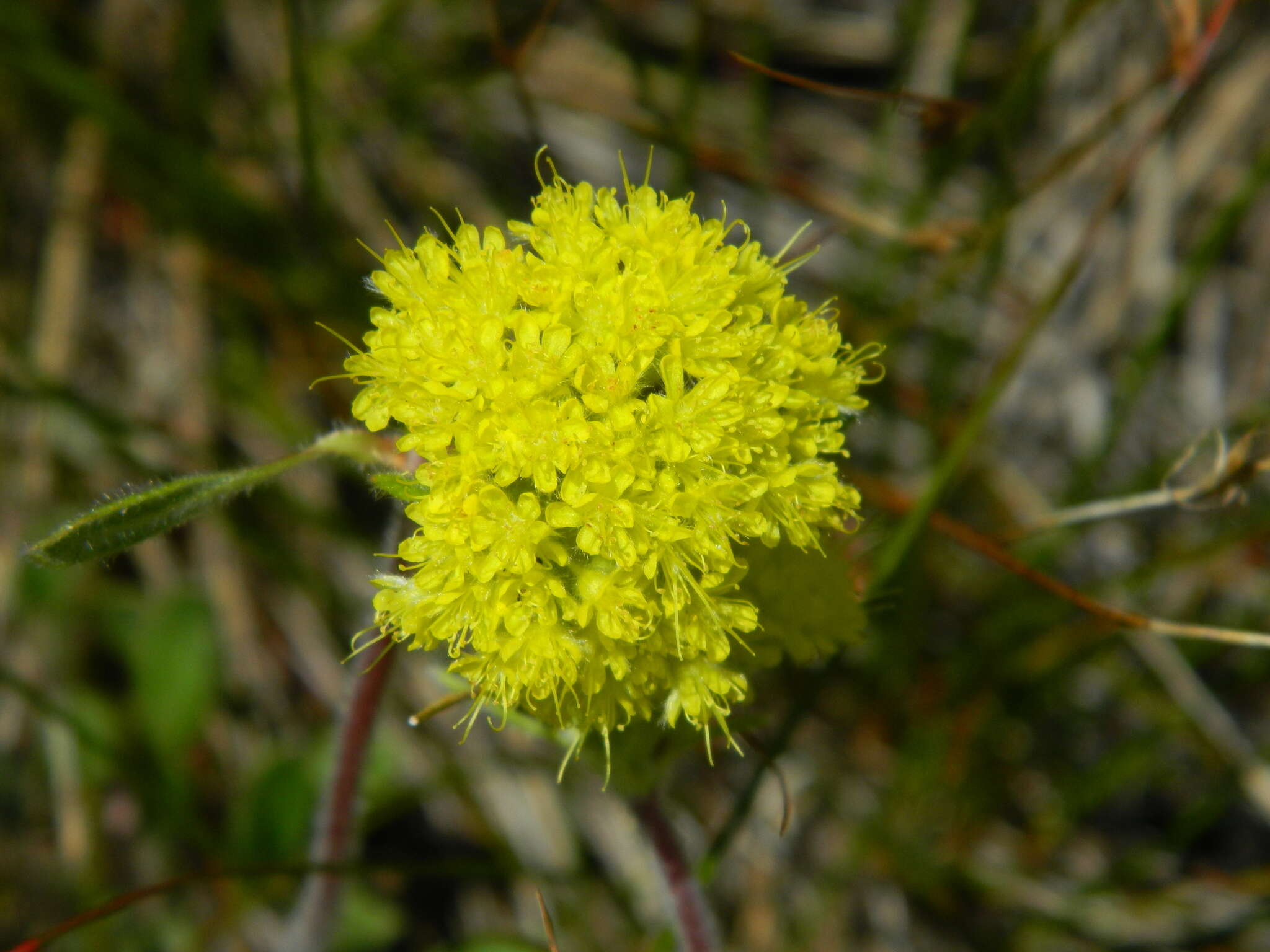 Image of Piper's golden buckwheat