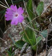 Imagem de Primula spectabilis Tratt.